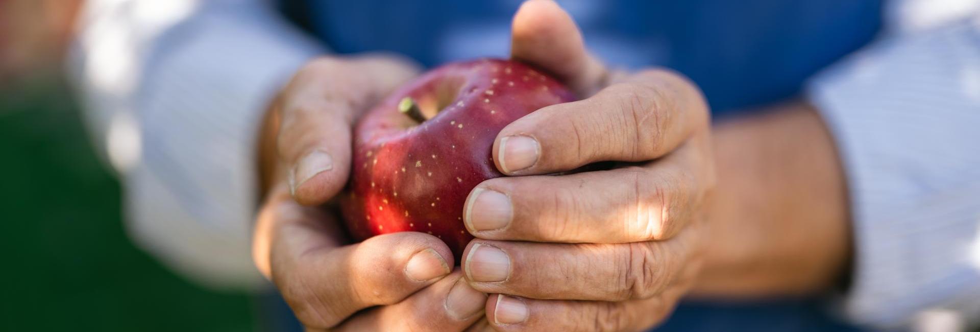 Ein Apfelbauer bei der Ernte, er hält einen frischen Apfel in der Hand.