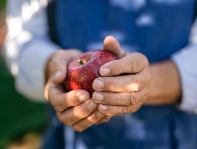 Ein Apfelbauer bei der Ernte, er hält einen frischen Apfel in der Hand.