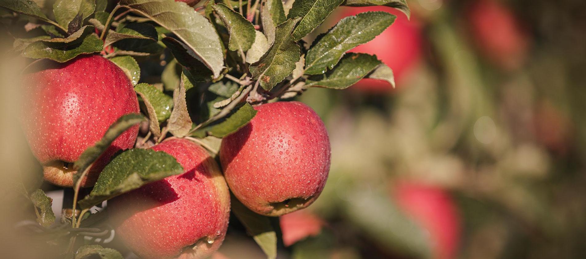 Der Sudtiroler Apfel Knackig Und Saftig Qualitat Die Man Schmeckt