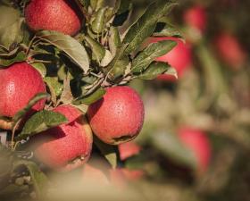 Close-up of South Tyrolean apples on the tree, covered in raindrops.