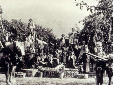 Historisches Foto der Arbeit der Apfelbauern mit Nutztieren wie Kühen und Pferden