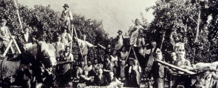 Historisches Foto der Arbeit der Apfelbauern mit Nutztieren wie Kühen und Pferden