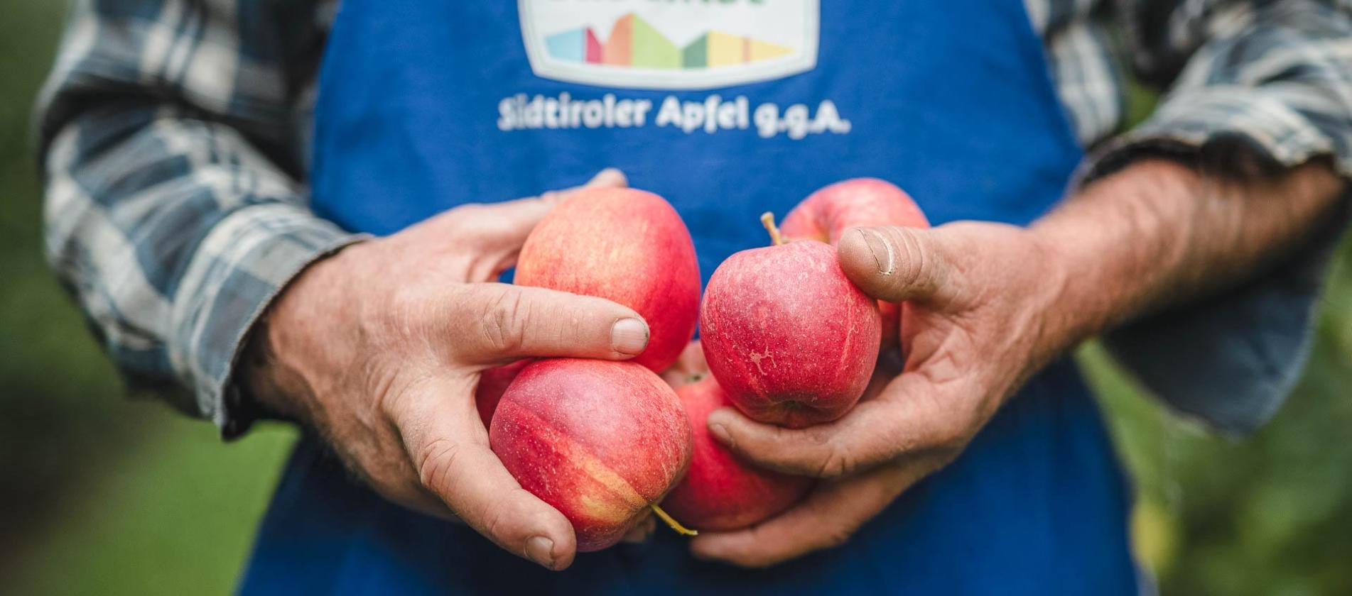 Ein Bauer hält Äpfel einer Südtiroler Apfelsorte in der Hand und trägt dabei einen traditionellen blauen Südtiroler Schurz mit dem Logo von Südtiroler Apfel g.g.A.