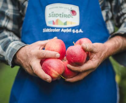 Ein Bauer hält Äpfel einer Südtiroler Apfelsorte in der Hand und trägt dabei einen traditionellen blauen Südtiroler Schurz mit dem Logo von Südtiroler Apfel g.g.A.