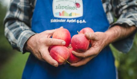 Ein Bauer hält Äpfel einer Südtiroler Apfelsorte in der Hand und trägt dabei einen traditionellen blauen Südtiroler Schurz mit dem Logo von Südtiroler Apfel g.g.A.