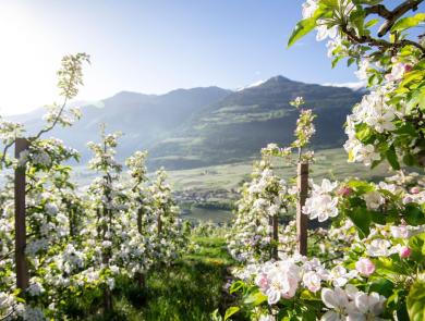 Apfelwiese im Frühling mit blühenden Apfelbäumen, blauem Himmel, grüner Landschaft und schneebedeckten Bergen im Hintergrund.