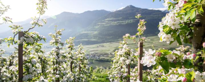 Apfelwiese im Frühling mit blühenden Apfelbäumen, blauem Himmel, grüner Landschaft und schneebedeckten Bergen im Hintergrund.