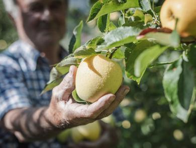 Ein Bauer erntet einen reifen Südtiroler Apfel, der von Regentropfen bedeckt ist.