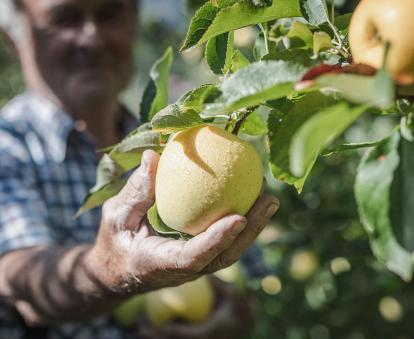 Ein Bauer erntet einen reifen Südtiroler Apfel, der von Regentropfen bedeckt ist.