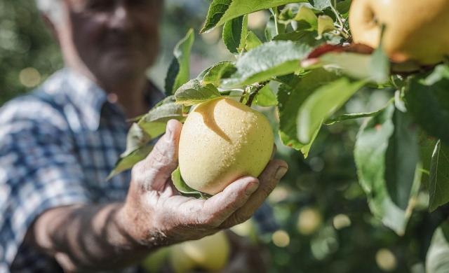 Ein Bauer erntet einen reifen Südtiroler Apfel, der von Regentropfen bedeckt ist.