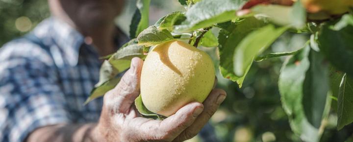 Ein Bauer erntet einen reifen Südtiroler Apfel, der von Regentropfen bedeckt ist.