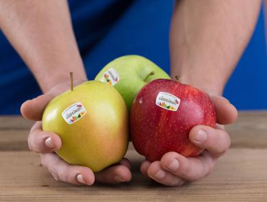 Drei verschiedene Sorten Südtiroler Apfel g.g.A. in der Hand eines Bauern, mit dem Logo von Südtiroler Apfel g.g.A. auf den Früchten.