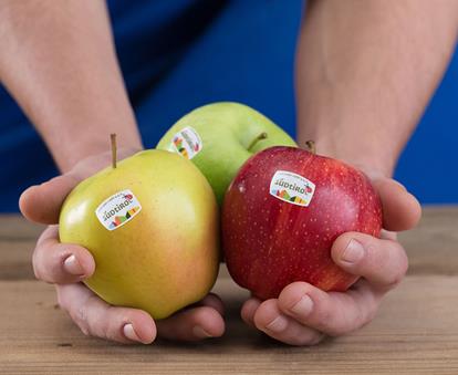 Drei verschiedene Sorten Südtiroler Apfel g.g.A. in der Hand eines Bauern, mit dem Logo von Südtiroler Apfel g.g.A. auf den Früchten.