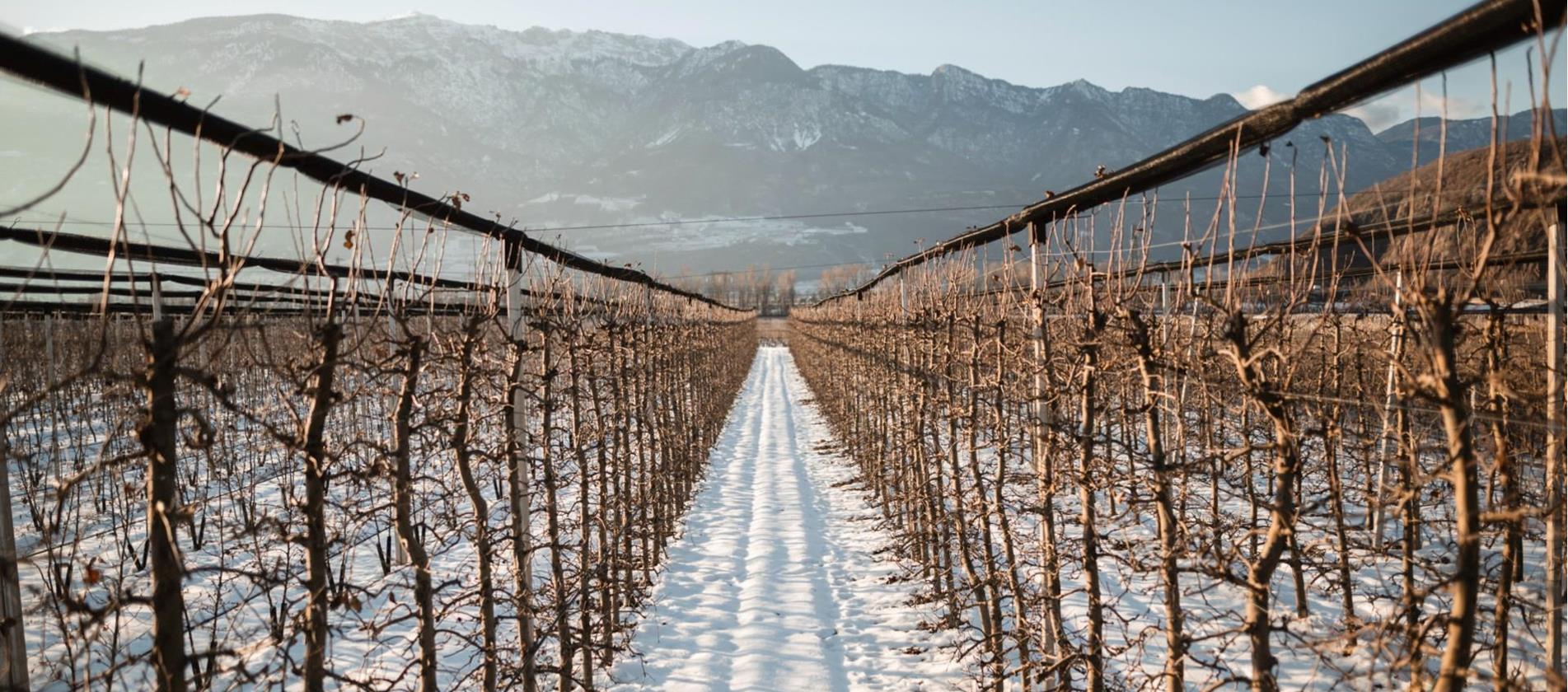 Apfelwiese im Winter mit Schnee