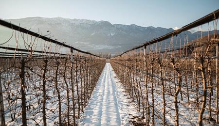 Apfelwiese im Winter mit Schnee