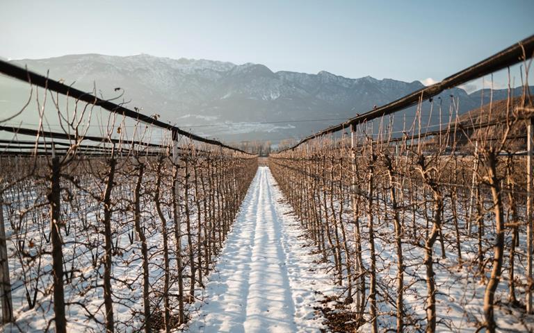 Apfelwiese im Winter mit Schnee