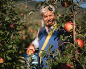 Un manzanero en la cosecha de manzanas