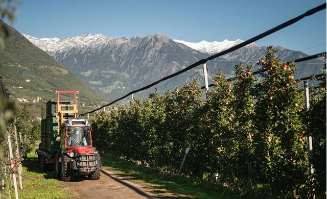 Ein Traktor wird für die Apfelernte auf dem Feld genutzt.