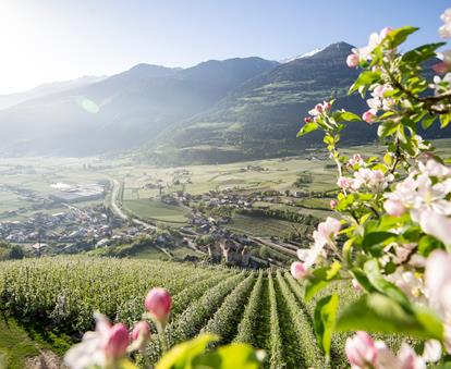 Eine Apfelwiese im Frühling mit blühenden Apfelbäumen, im Hintergrund blauer Himmel, grüne Landschaft, Schloss und schneebedeckte Berge.