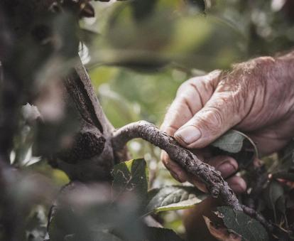 Un agricultor examina una rama de manzano en Alto Adige.