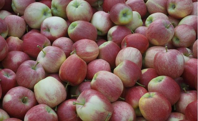 Una caja con manzanas recién cosechadas del huerto.