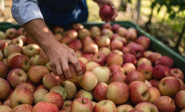 Una caja llena de manzanas recién cosechadas del Alto Adige.