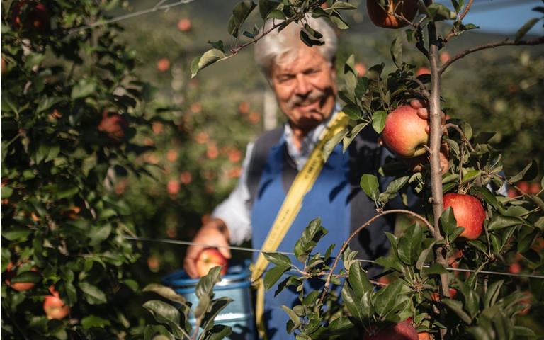 Die Apfelernte in Südtirol von August bis November