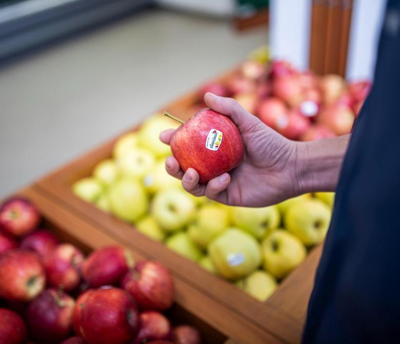 Frische Südtiroler Äpfel von der Obstgenossenschaft ROEN in Kaltern