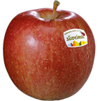 Foto der Apfelsorte Braeburn Apfel