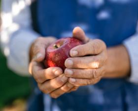 Farmer collects fresh apples in his apple orchard.