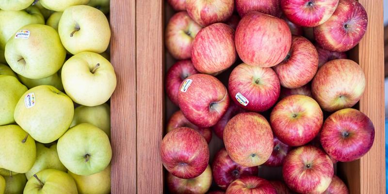 Frische Südtiroler Äpfel von der Erzeugergenossenschaft MEG in Martell