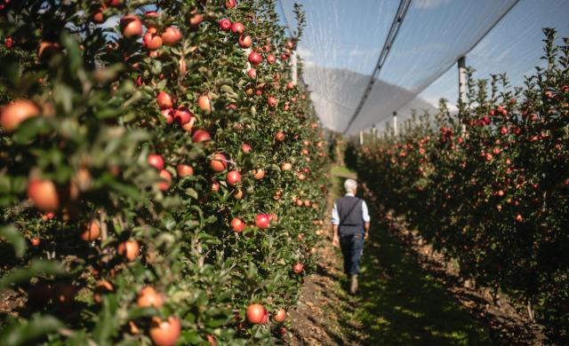 Agricultor revisando la calidad de las manzanas en el huerto de manzanas.