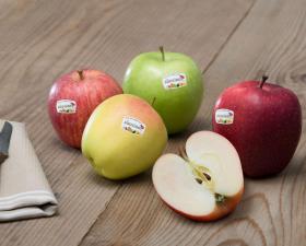 Five different varieties of South Tyrolean Apple PGI on a wooden table, one apple halved to show the inside. The apples display the South Tyrolean Apple PGI logo.